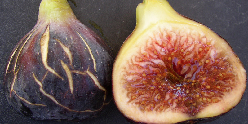 Black Madeira fig