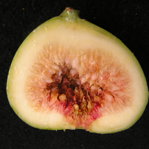 Unripe fig