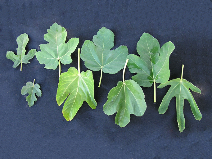 Leaves of different varieties