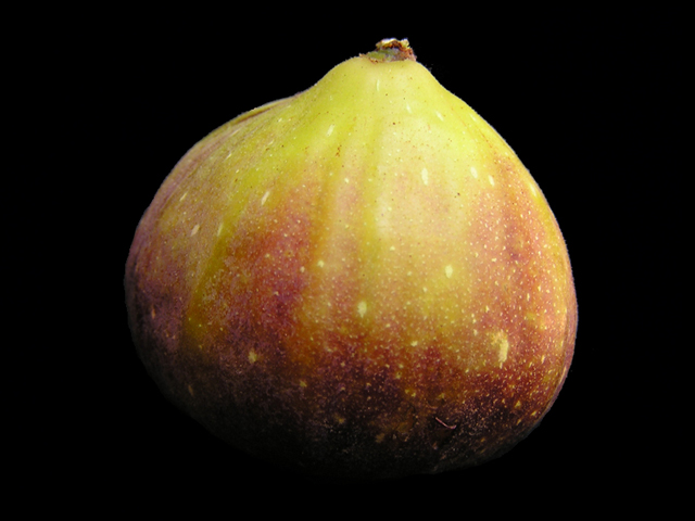 California Figs: Fig Cultivars Grown Commercially - The Produce Nerd