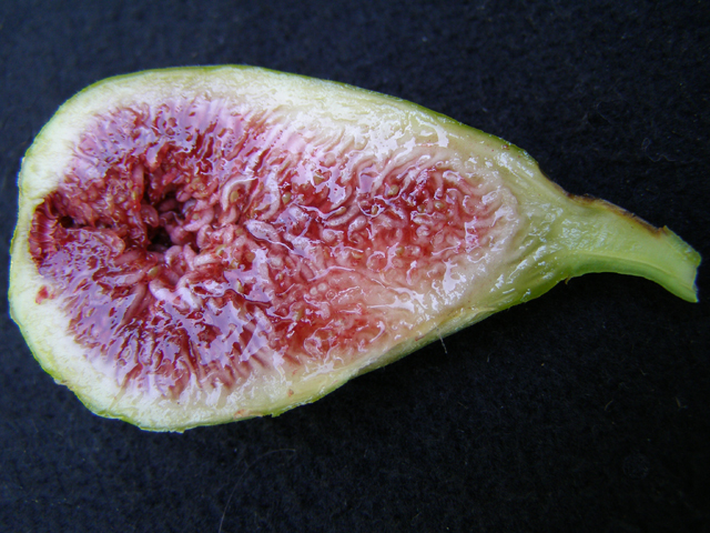 White Greek fig