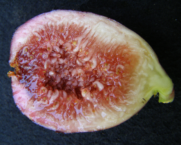 Brown Turkey fig