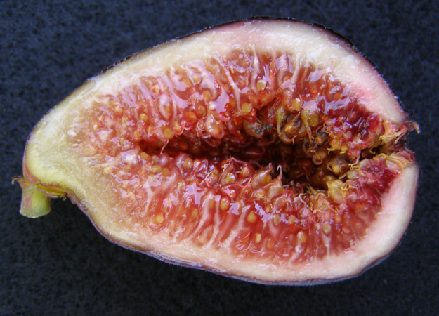 Brown Turkey Fig