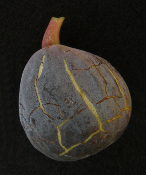 Dark Sultane fig