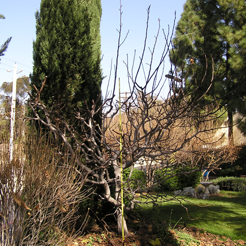 Black Mission tree before pruning