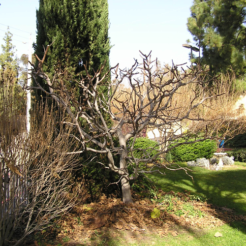 Black Mission tree after pruning