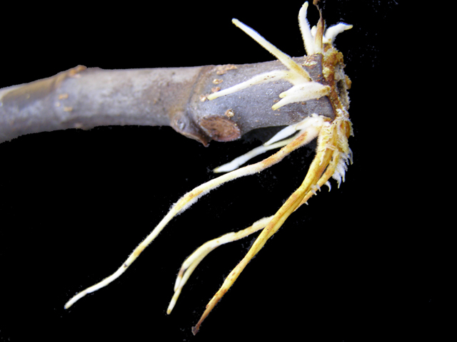 Cuttings with new roots