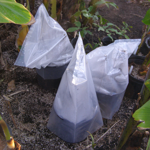 Simpe greenhouse: 5 gallon pot with a plastic bag