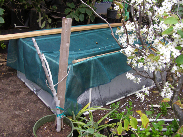 Another cheap and quick greenhouse substitute