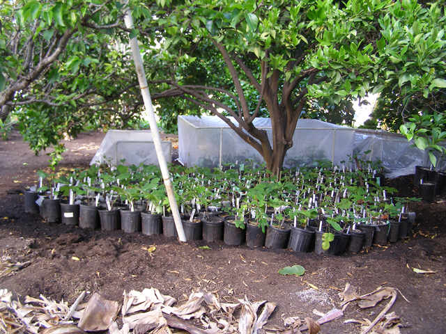 Some of the plants I am propagating