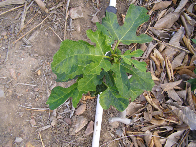 Mosaic splotched leaves