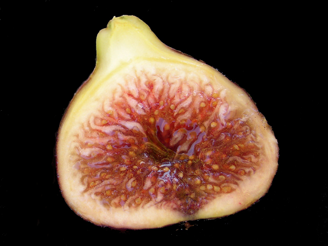 Black Madeira fig