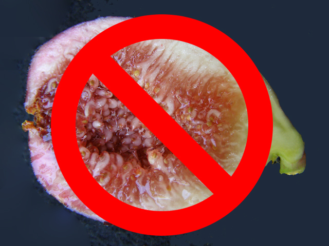 Brown Turkey figs forbidden