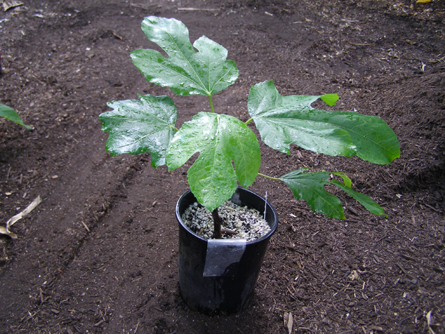 Newly established plant