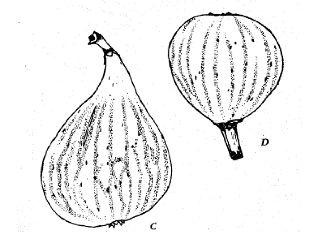 The way botany used to be done