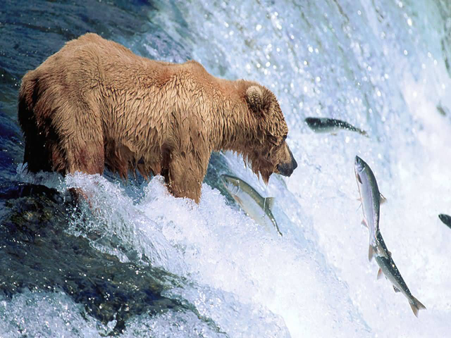 Grizzly Bear fishing in the river