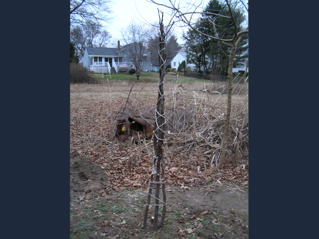  Fig branches tied up before wrapping