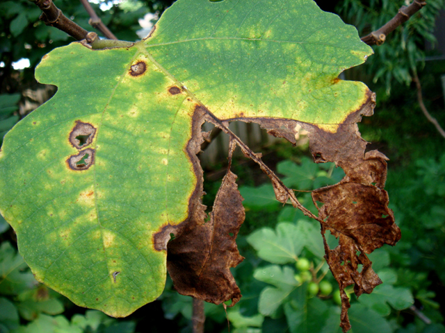 Rust damaged leaf