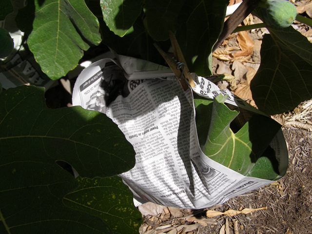 Ripening fruit wrapped in newspaper