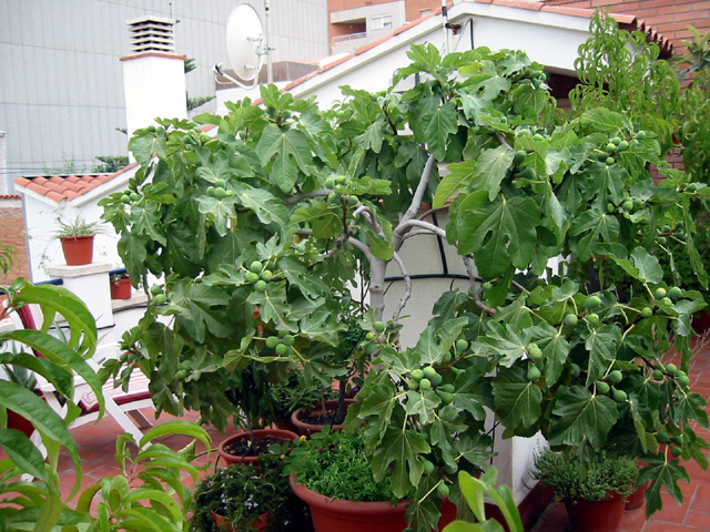 Potted fig in Spain